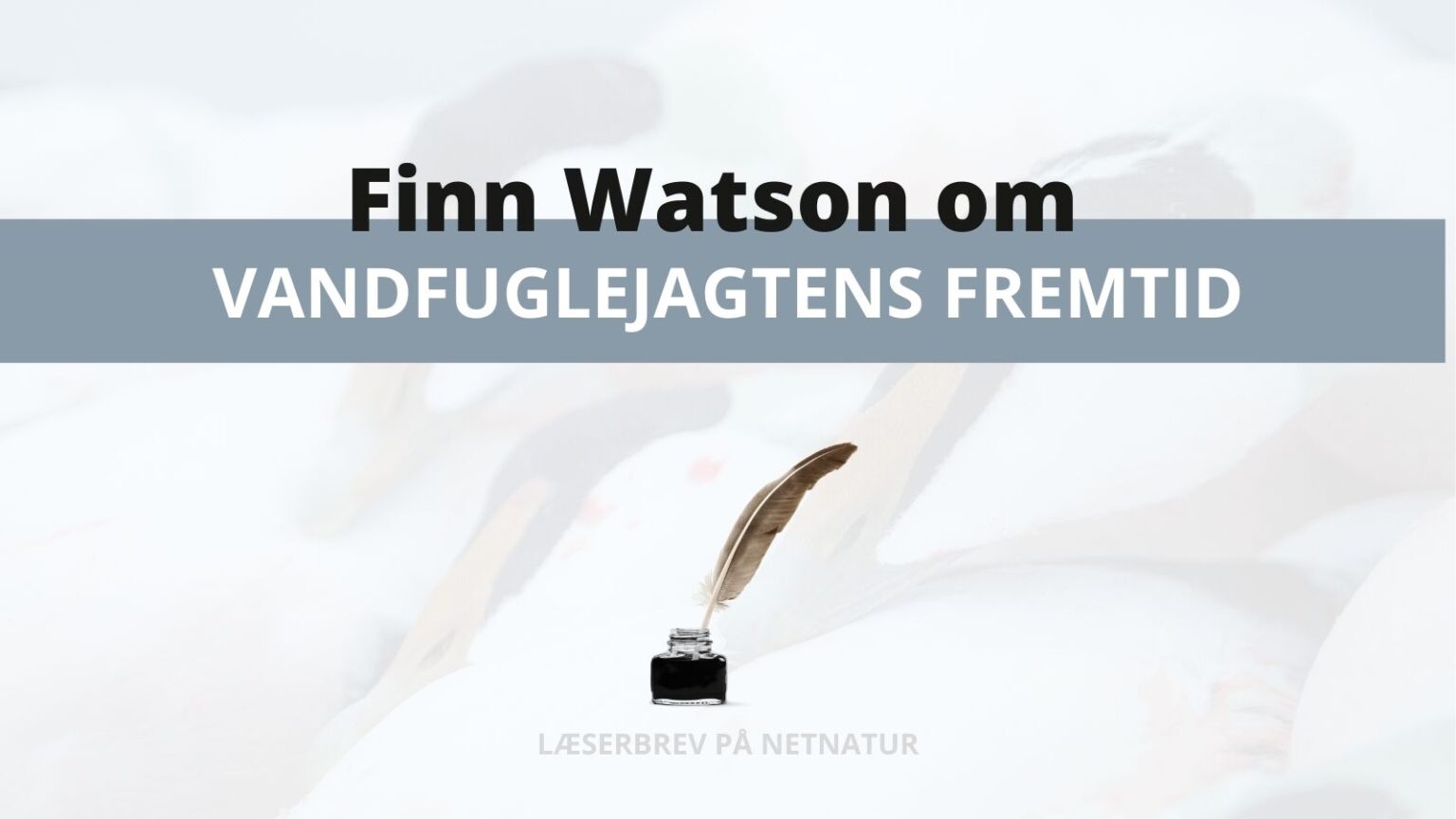 edderfugl og eu