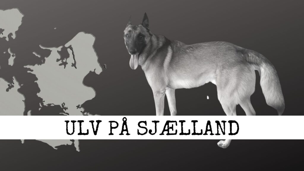 Ulv eller ulvelignende hund?