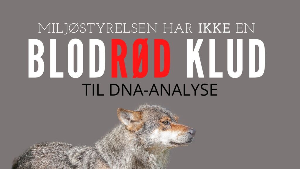 Kamp mellem ulv og hund efterlod ikke blod til DNA-analyse Ulv Nordjylland