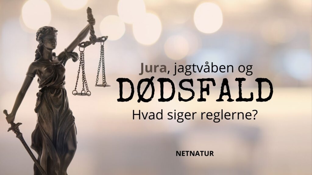 Hvad siger loven om dødsfald og våbentilladelse?