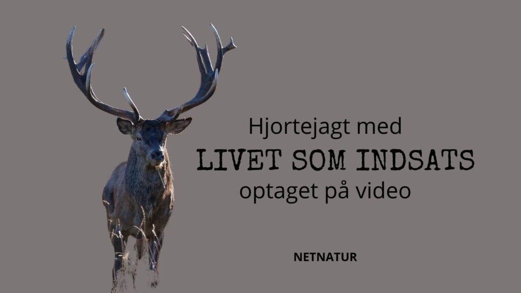 Farlig hjortejagt hjortejagt