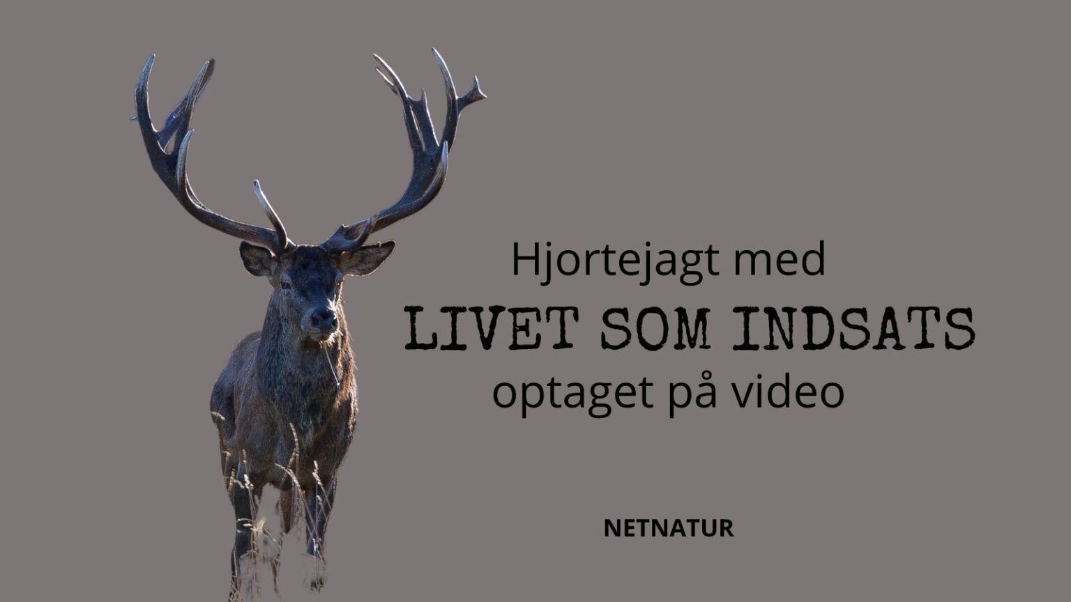 hjortejagt