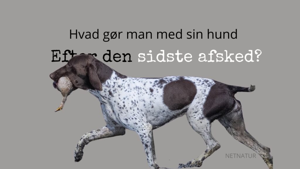 Begravelse af hunde Begravelse af hunde