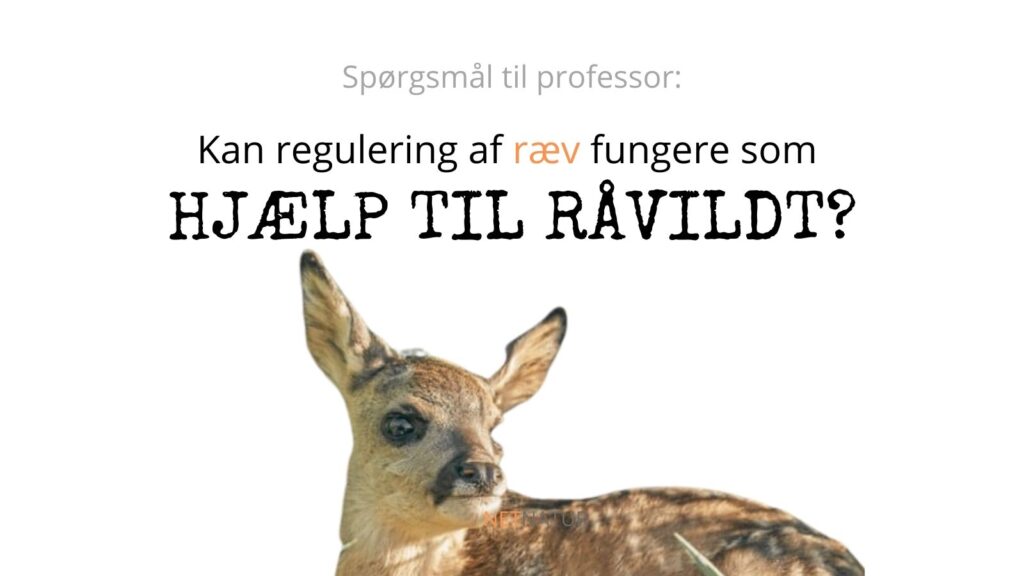 Råvildt og ræv