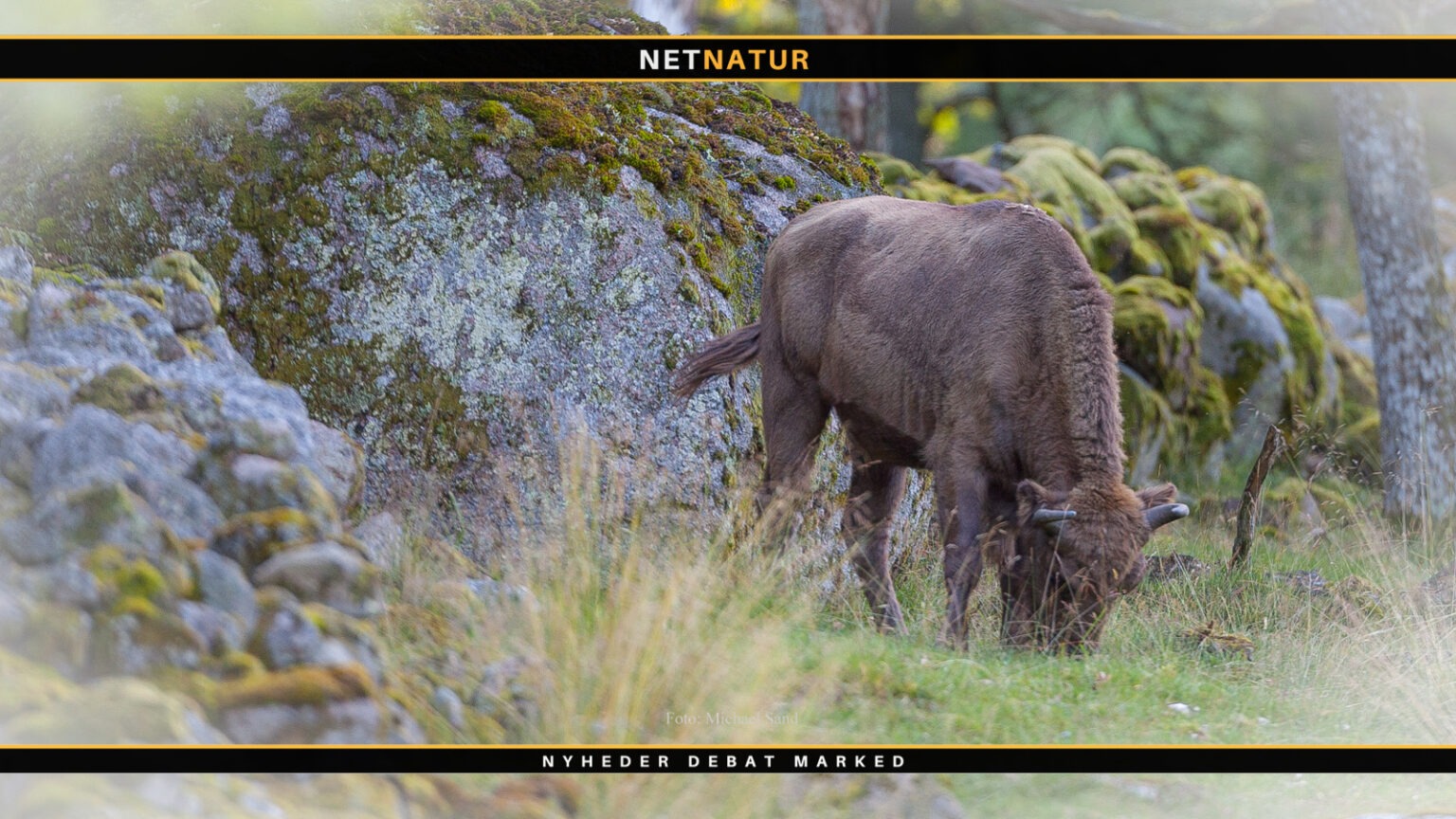 Bornholm og bison