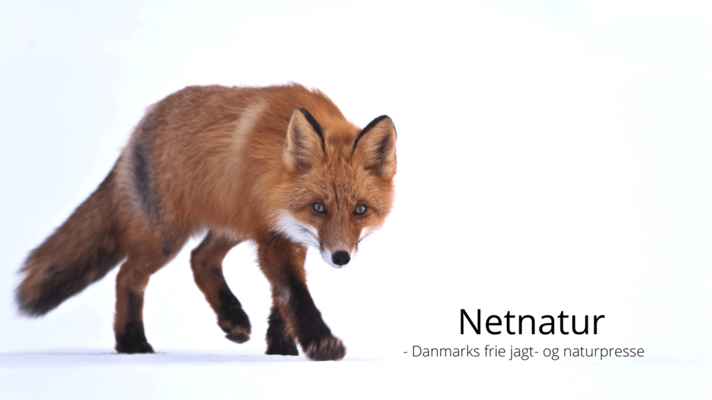 Ræv er næsten truet
