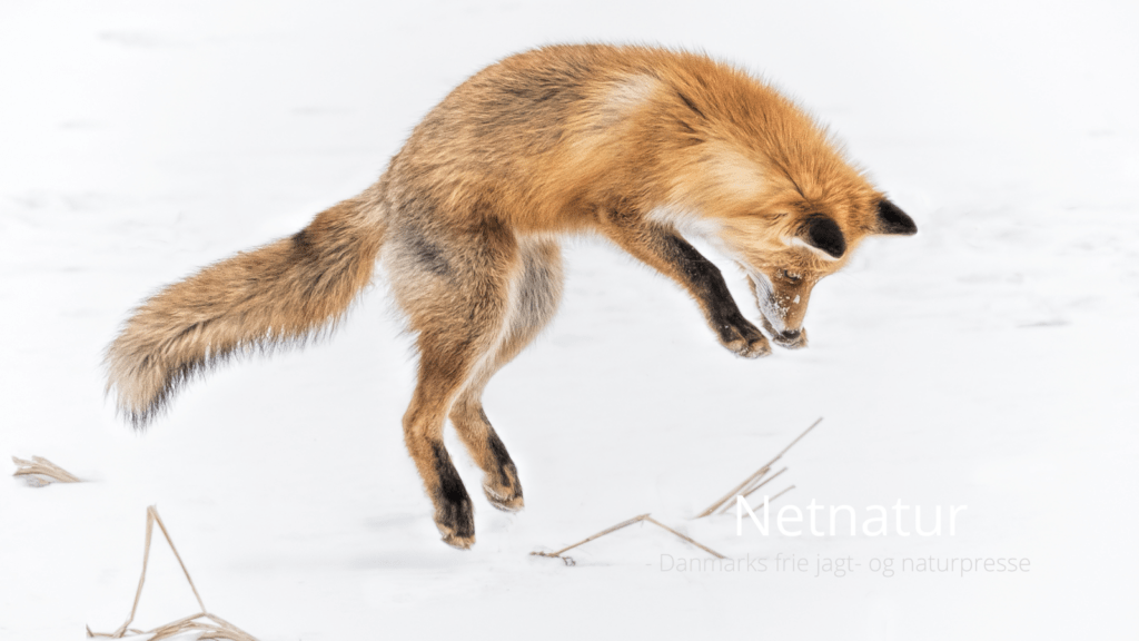 Jaktia og Interjakt bliver til Burdock Outdoor Group