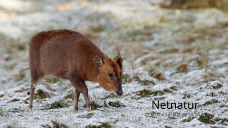 På jagt efter Muntjac i England