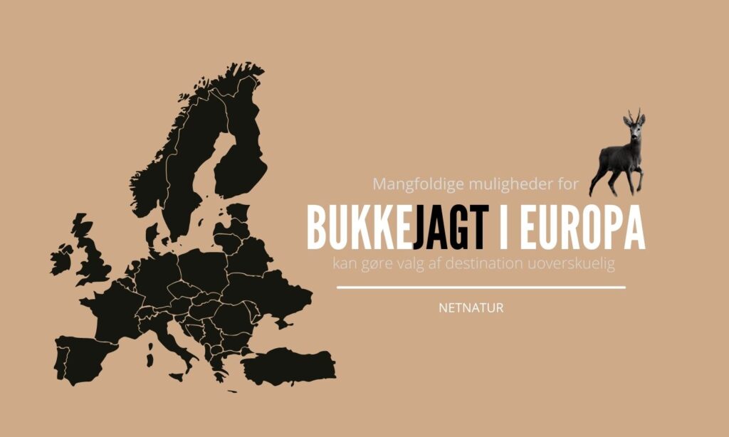 Bukkejagt i Europa