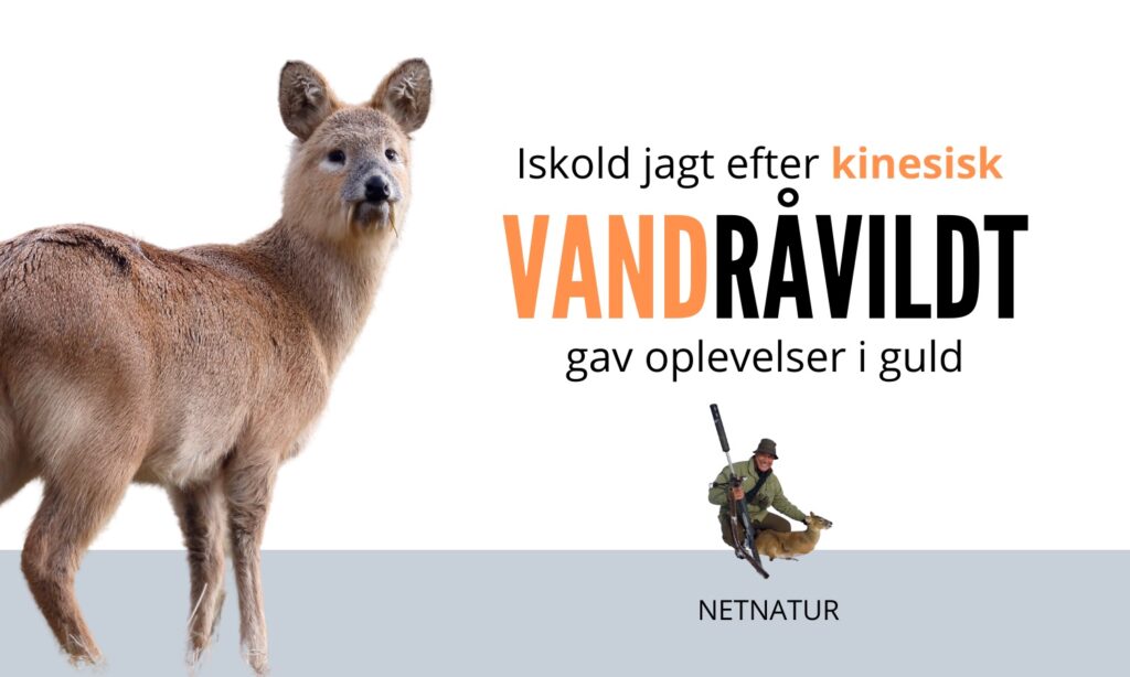 kinesisk vandråvildt