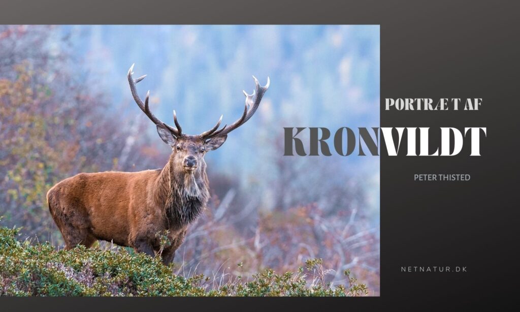 Kronvildt - portræt