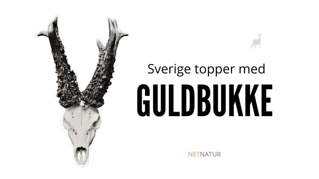 Guldbuk Sverige