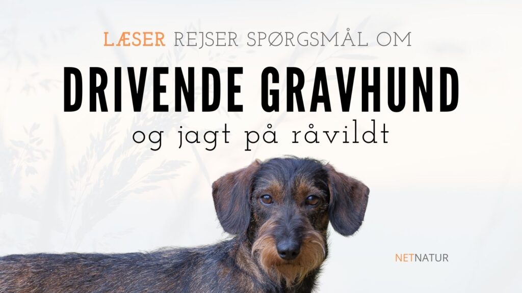 Gravhund og jagt på råvildt