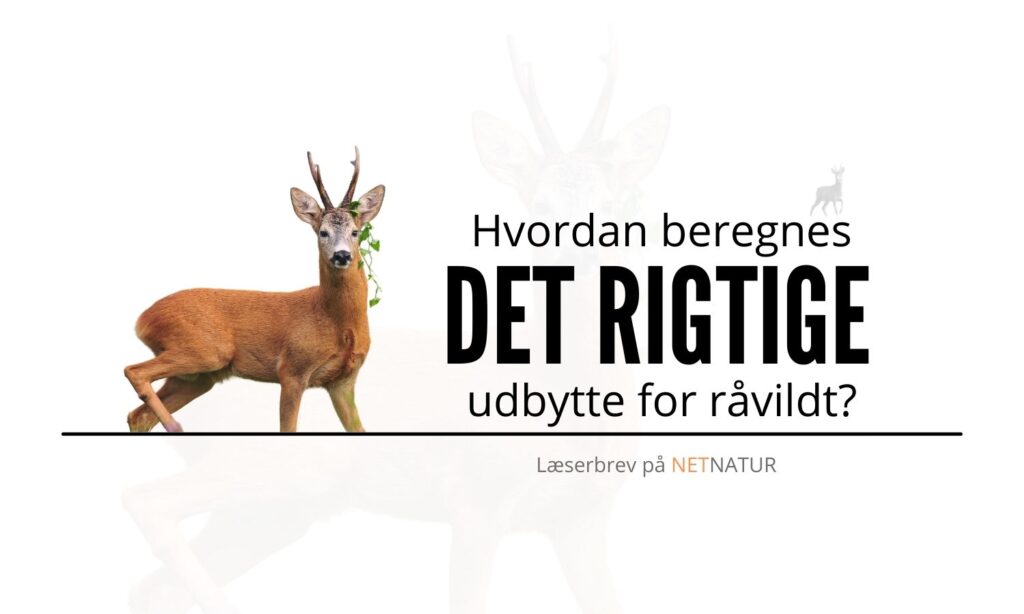 Bedste udbytte af råvildt