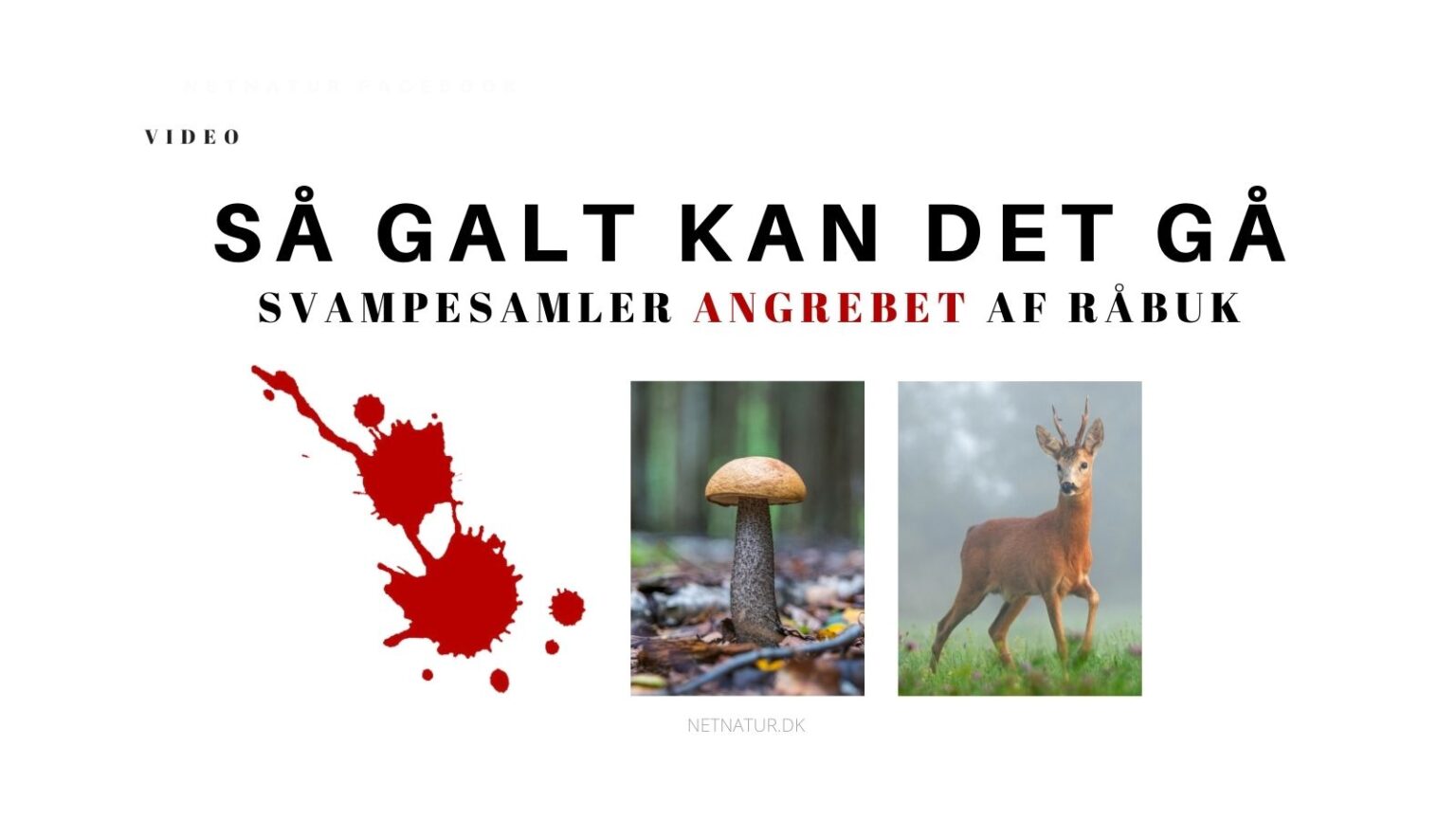 Farlig plukning af svampe Svampe rådyr
