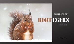 Egernet – skovenes og havernes lille frække gavtyv egern