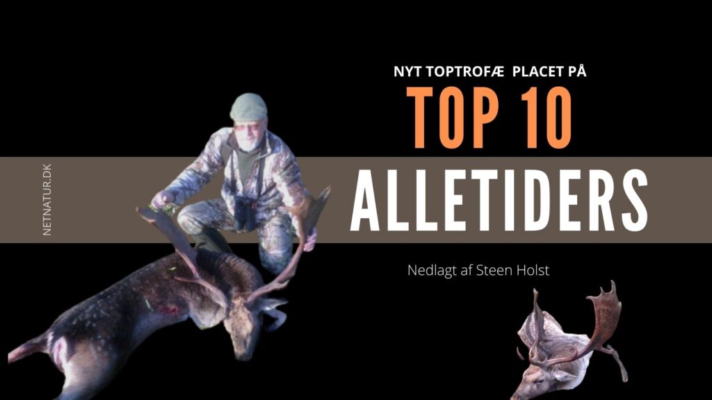 2 polske dåhjorte på Top 10 Alletiders Polen dåhjort