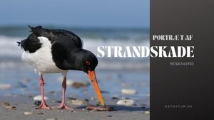 Strandskaden – en vadefugl med masser af lyd på Strandskaden - en vadefugl med masser af lyd på