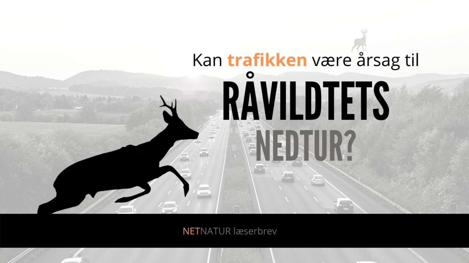 Råvildt og trafik