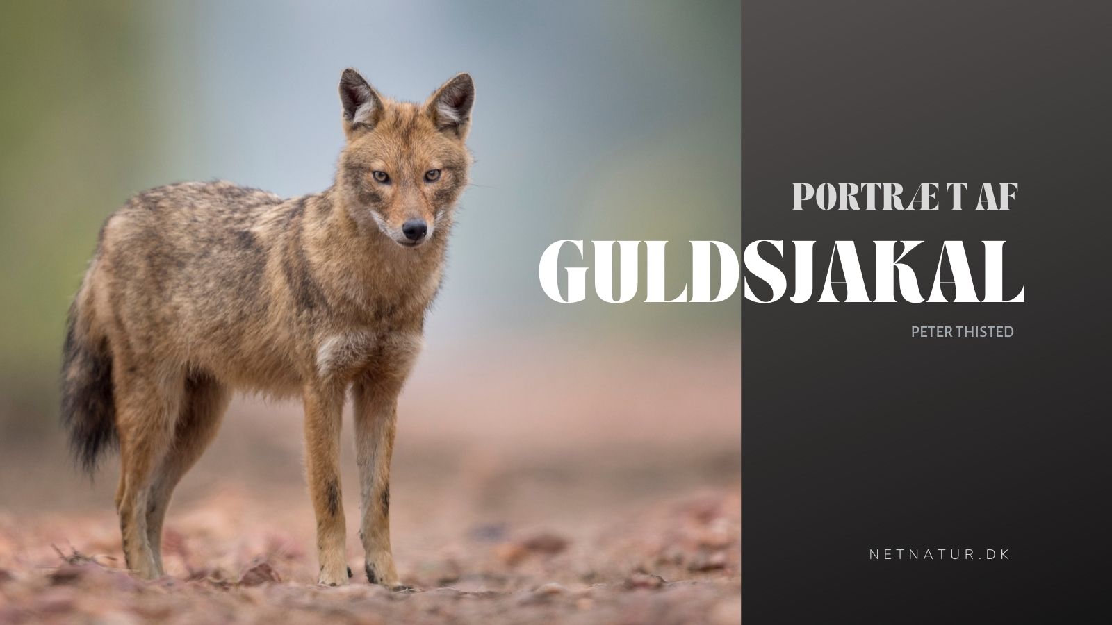 Guldsjakalen - ønsket eller uønsket?