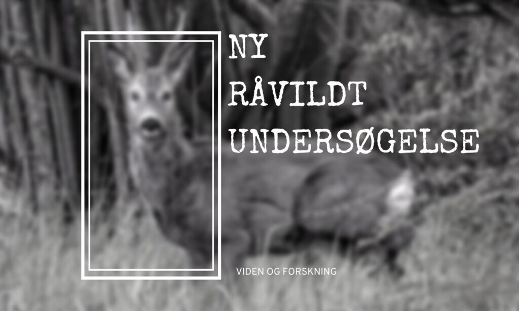 Råvildtbestanden analyseres