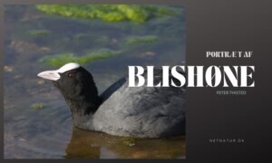Blishønen – en fugl med temperament Blishøne