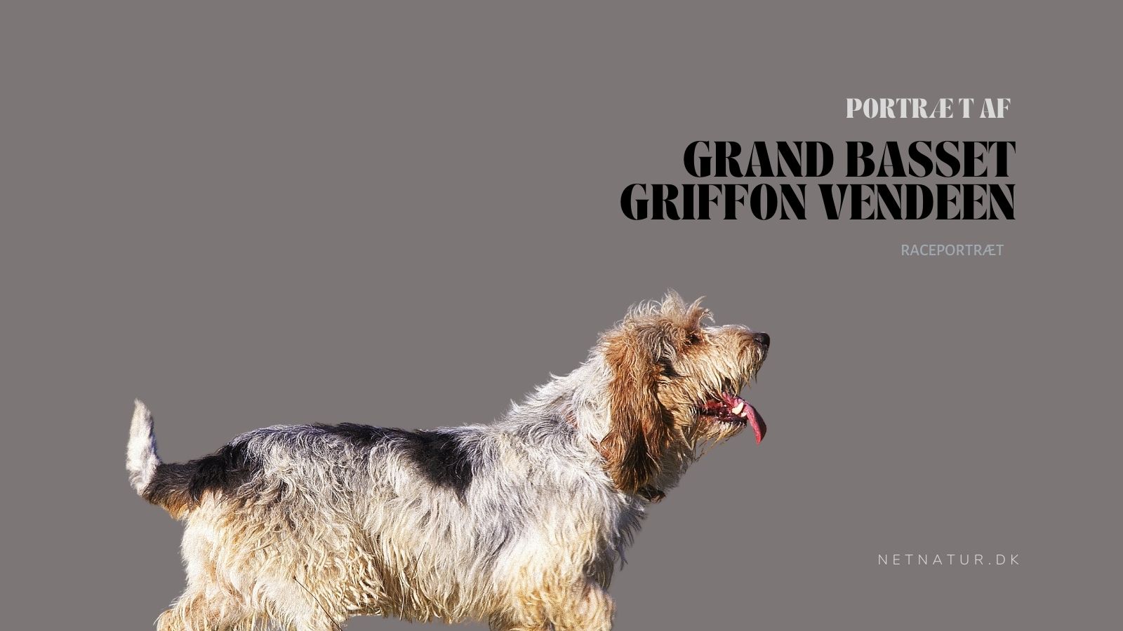 En skønne dag Svinde bort mount Grand Basset Griffon Vendee: Selvstændig hunderace. Interesse for vildt.