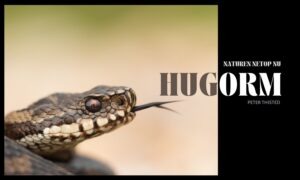 Hugorme starter solbadning i marts