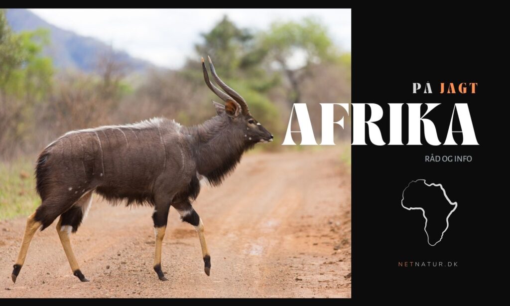 første jagt i afrika