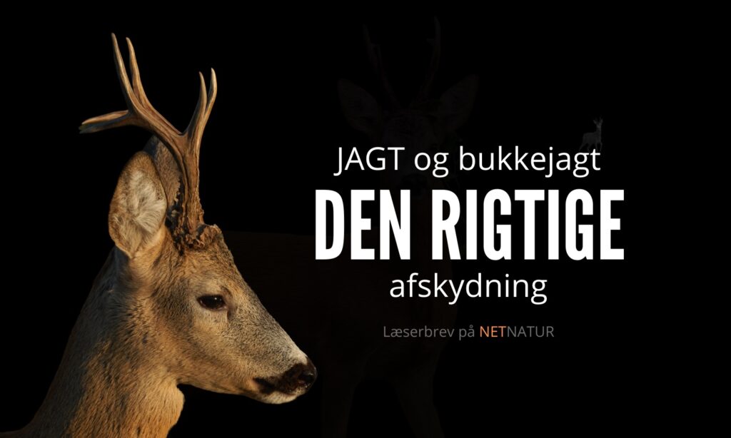 Den rigtige afskydning i bukkebestanden