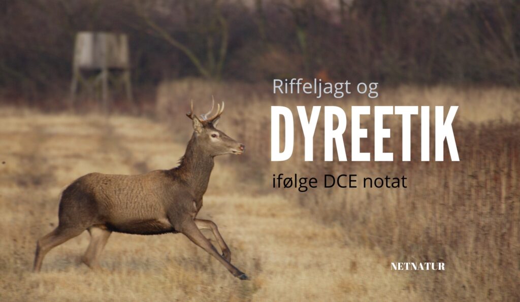 DCE rapport berører emnerne riffeljagt, blyforbud og dyreetisk forsvarlig jagt DCE Blyfri riffeljagt