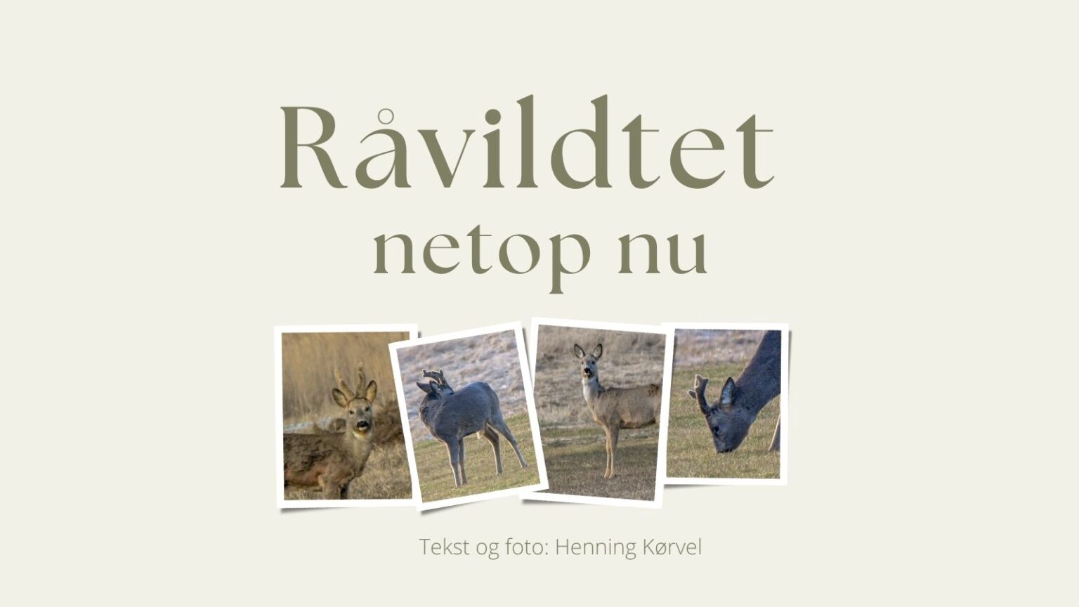 Opsats i vækst