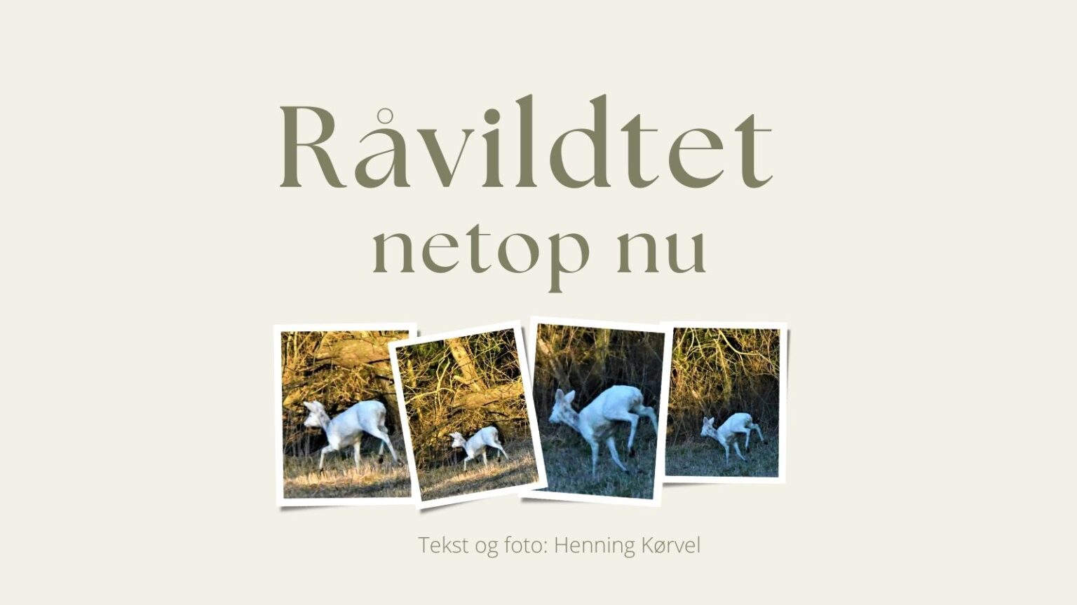 hvid rå
