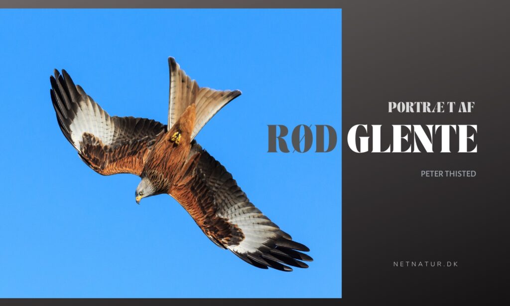 Den røde glente – Danmarks grib Den røde glente - Danmarks grib
