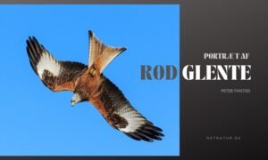 Den røde glente – Danmarks grib Den røde glente - Danmarks grib