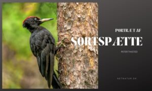 Sortspætten – en nyere dansk ynglefugl