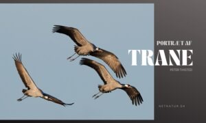 Tranen – en tidlig forårsbebuder Trane