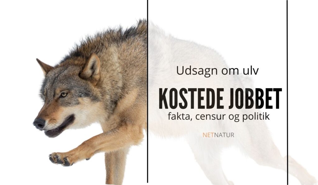 Ulv koster job