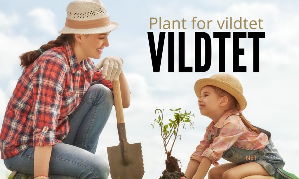 Vildtplanter
