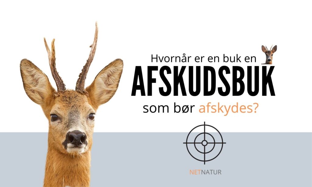 Afskudsbuk