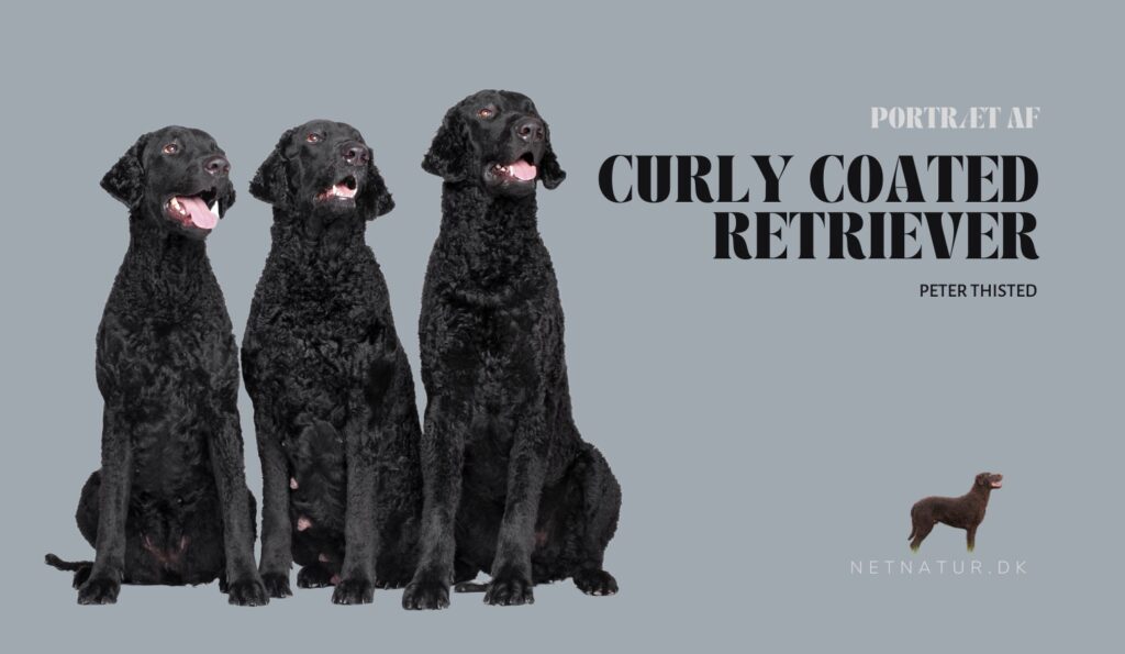 Curly Coated Retriever