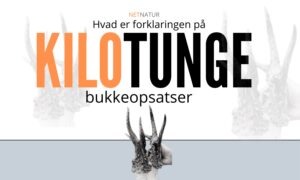 Kæmpebuk: Monster-gåden fortsat uopklaret