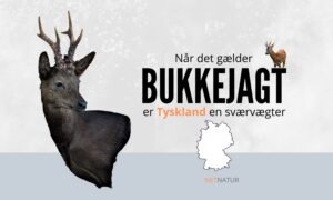 bukkejagt tyskland