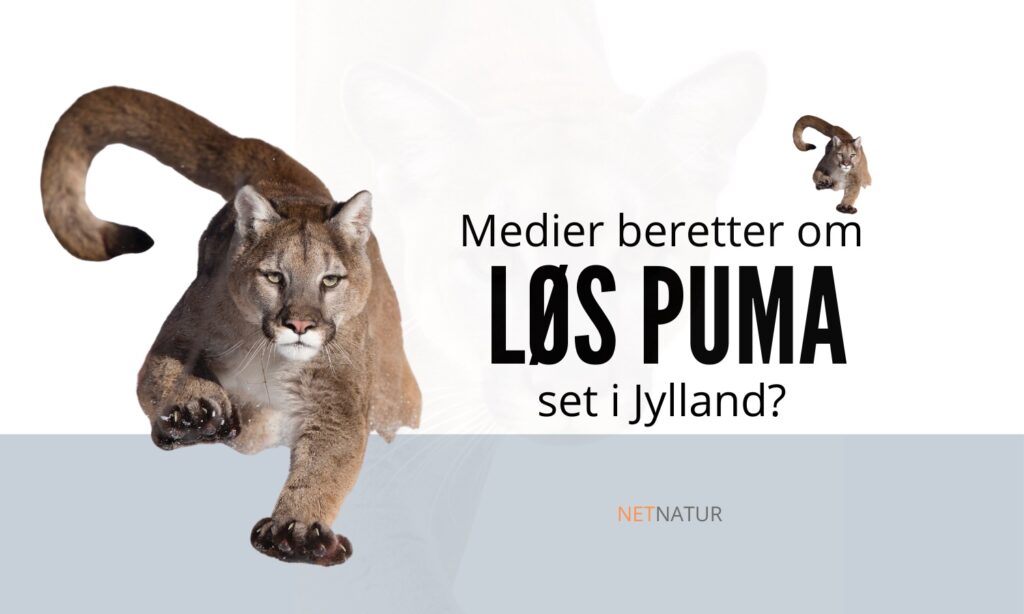 Puma løs i Jylland? Puma i Danmark