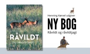 Råvildt og råvildtjagt
