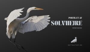 Sølvhejren – fra fjer i fin hat til flere fugle i Danmark