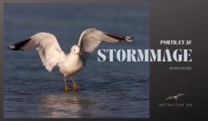 Stormmågen – sølvmåge light Stormmåge