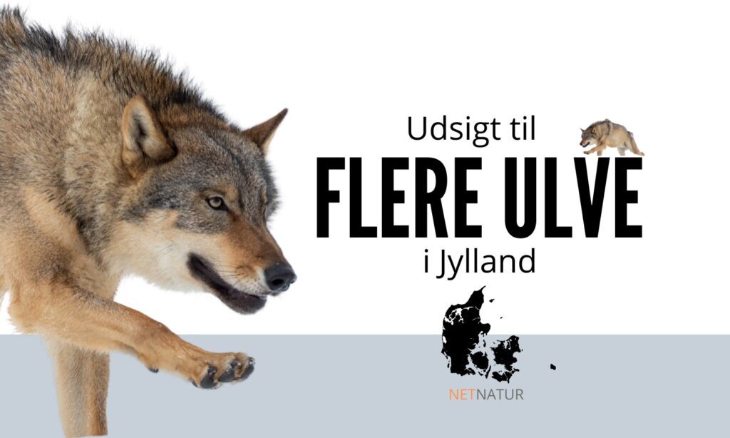 Ulv i danmark