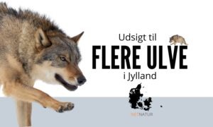Ulv i danmark