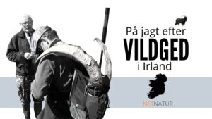 Vildged Irland